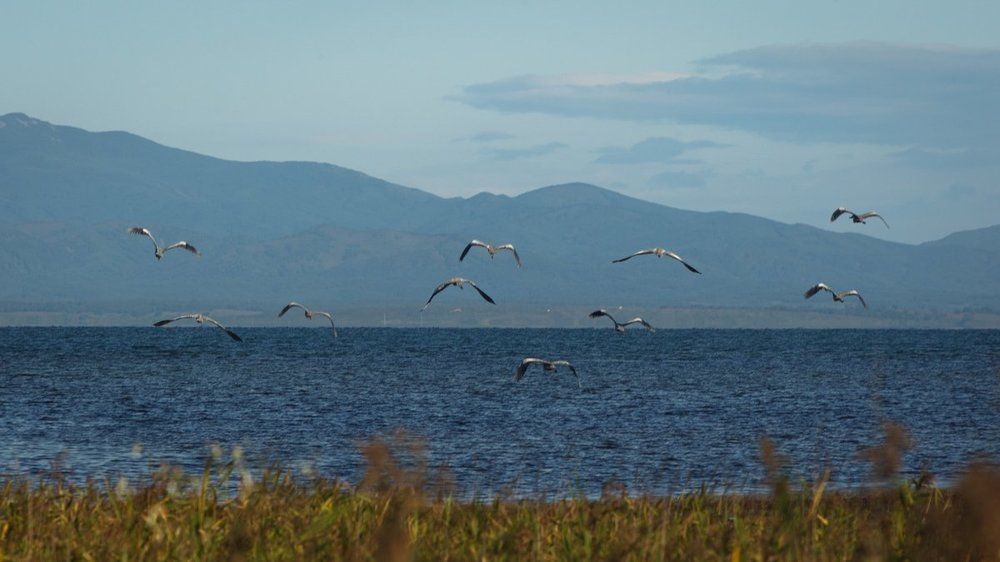 Цапли на срыве