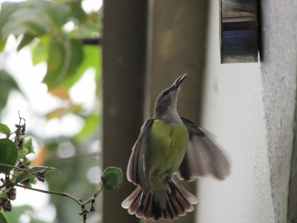 Sunbird