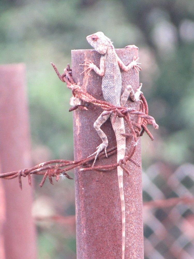 Garden lizard