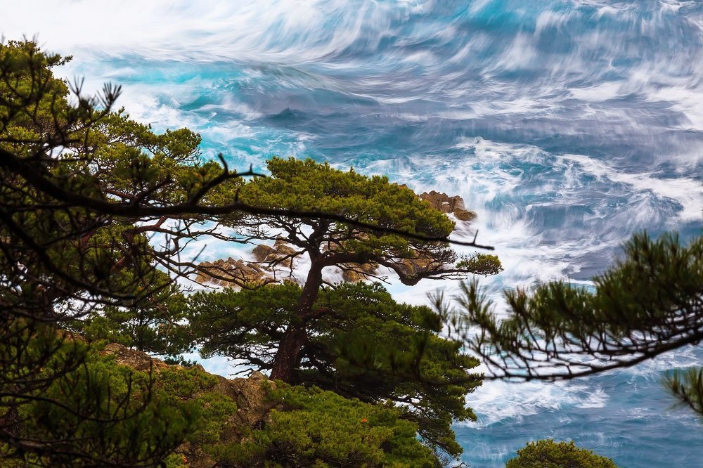 Могильные сосны на мысе Теляковского