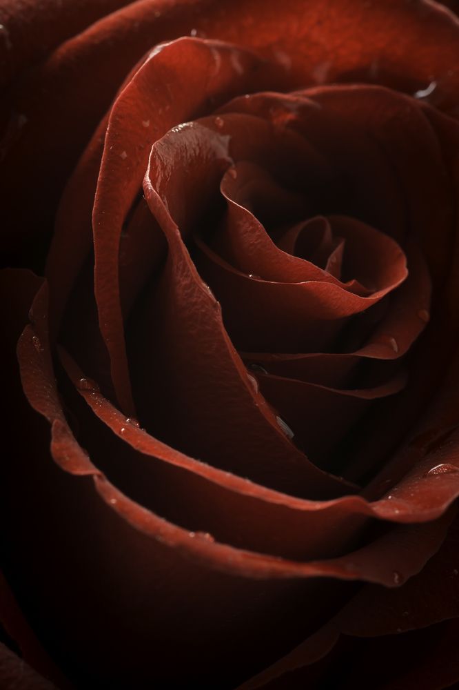 Red Rose