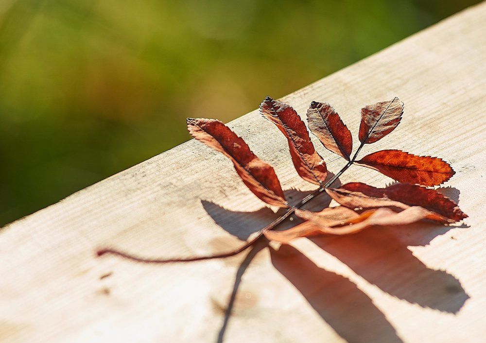 Лист черемухи