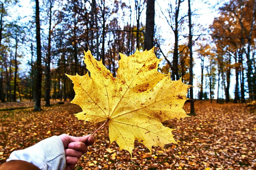 Осенний листок