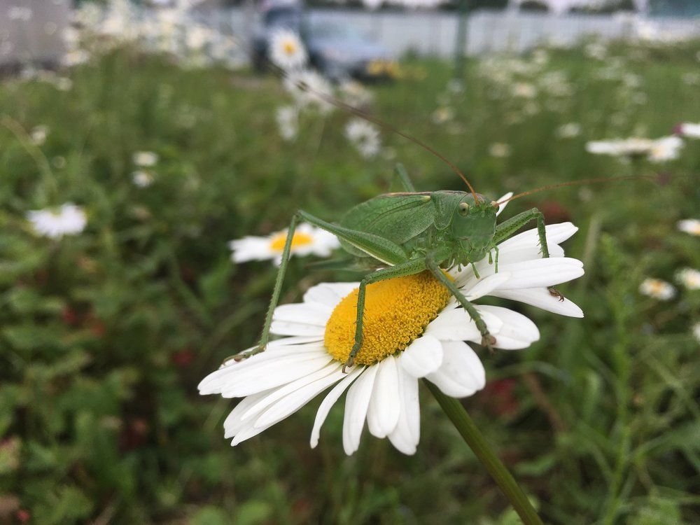 Привет, человек...