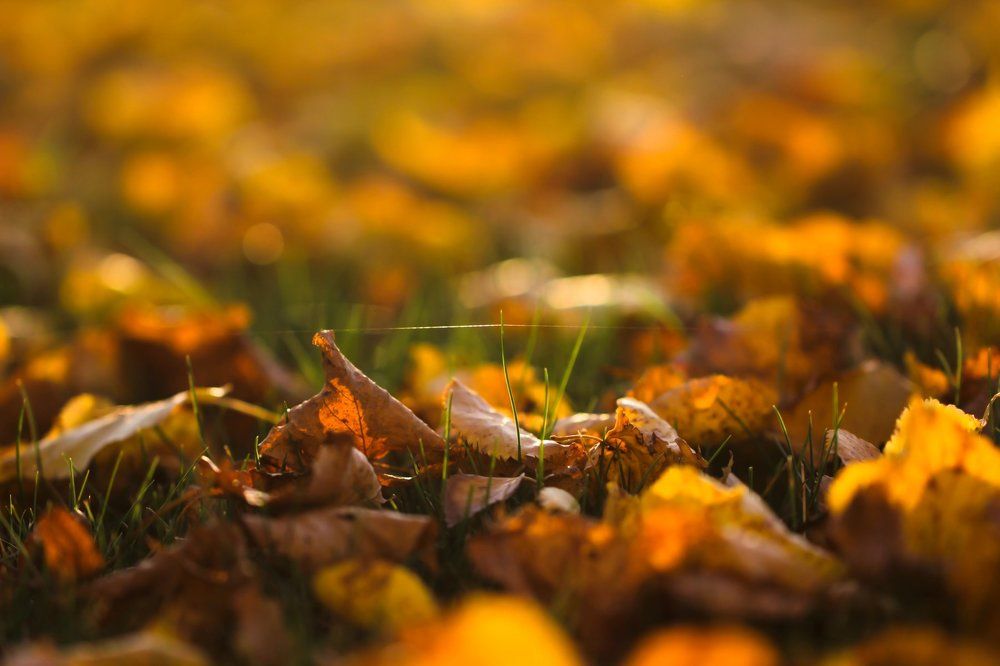 поздняя осень