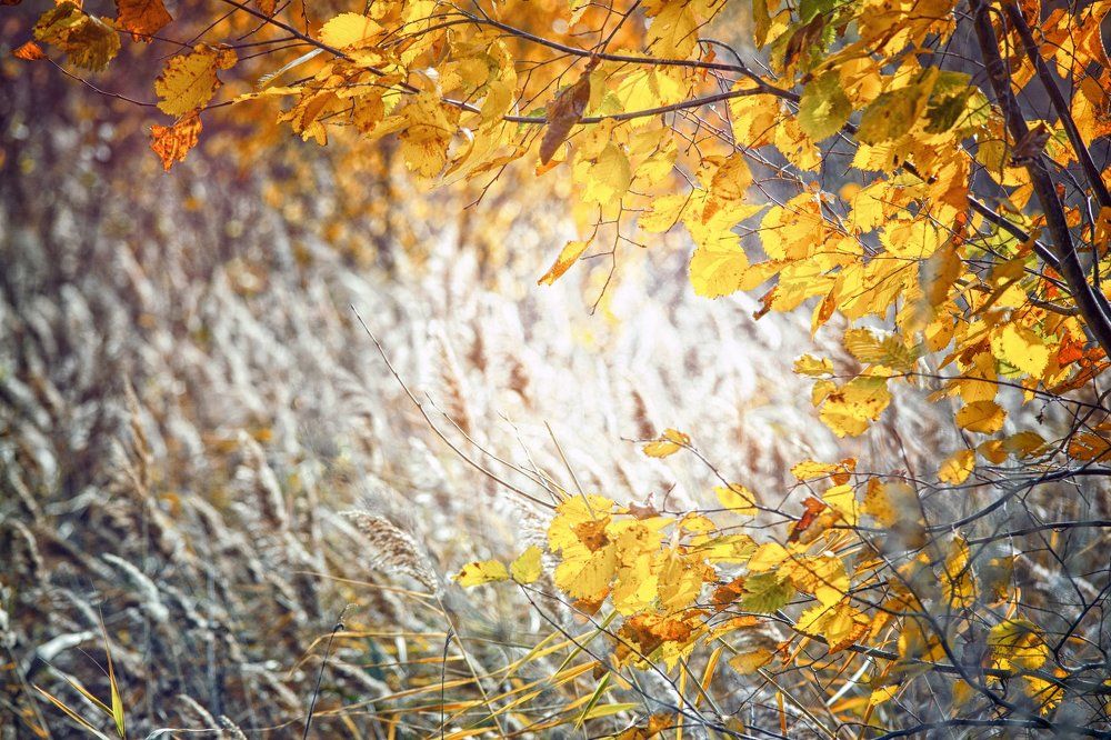 Лёд и пламя