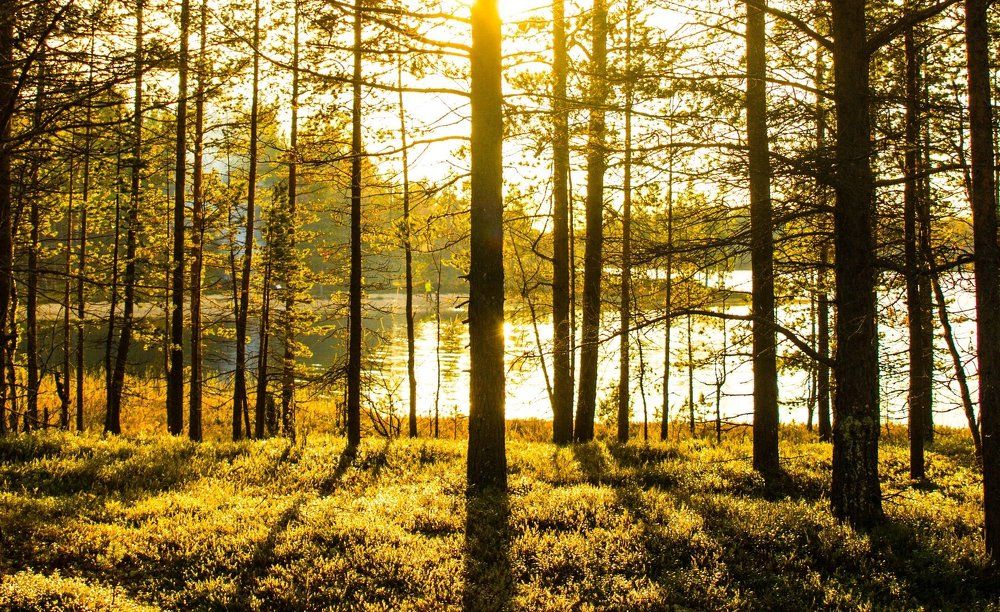 "Сквозь препятствия"