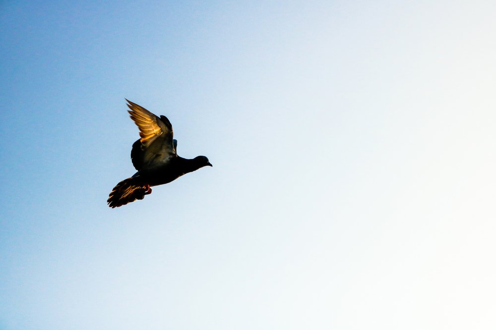 Sun shines in the dove feather