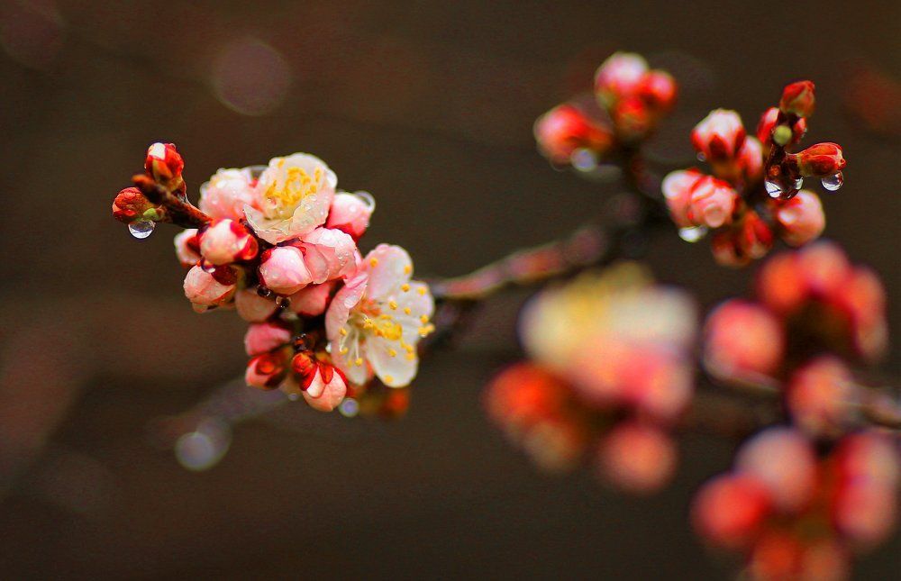 абрикос цветет.