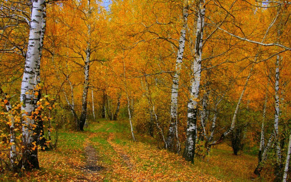 краски осени