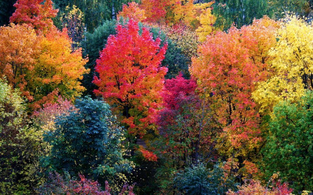 краски осени