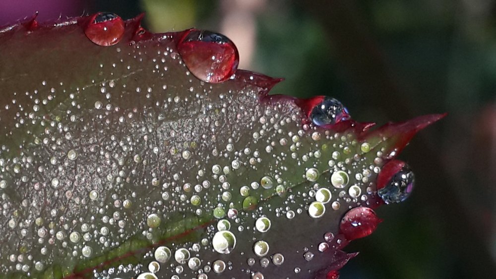 Photo #2062386