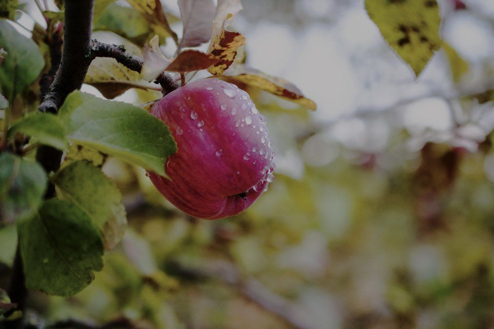 Photograph by Инна Мельникова