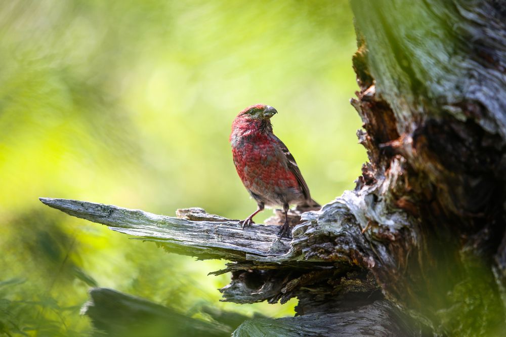 Клёст и его дом.