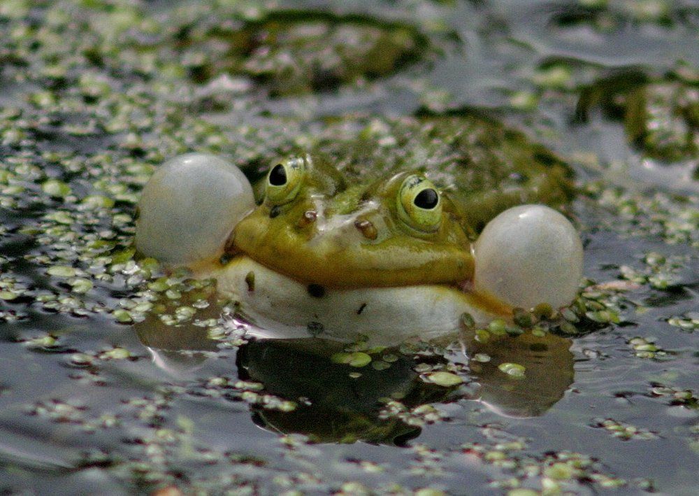 расфуфырился