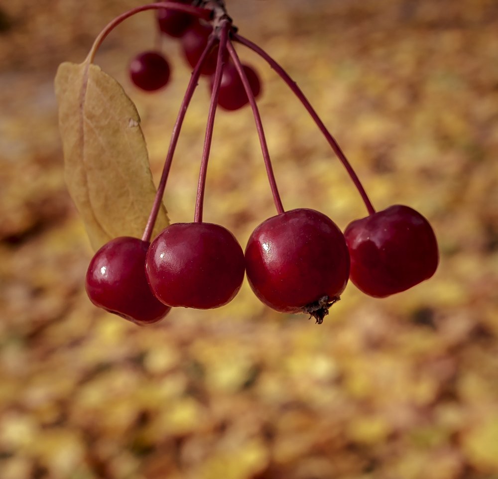 Красные бусинки на золотом ковре.