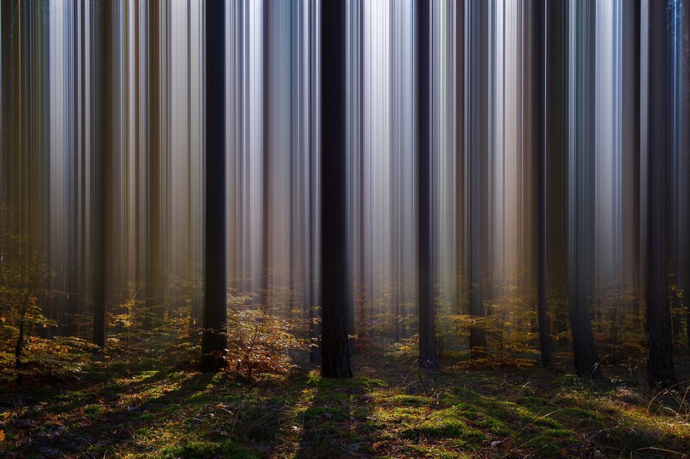 Forest curtain