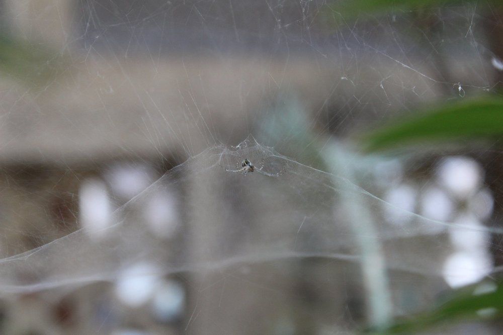 Tiny spiders