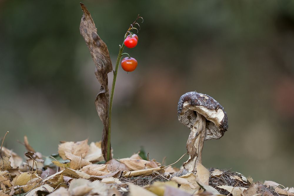 А я Ягодка опять....