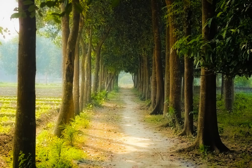 Shiny Village morning