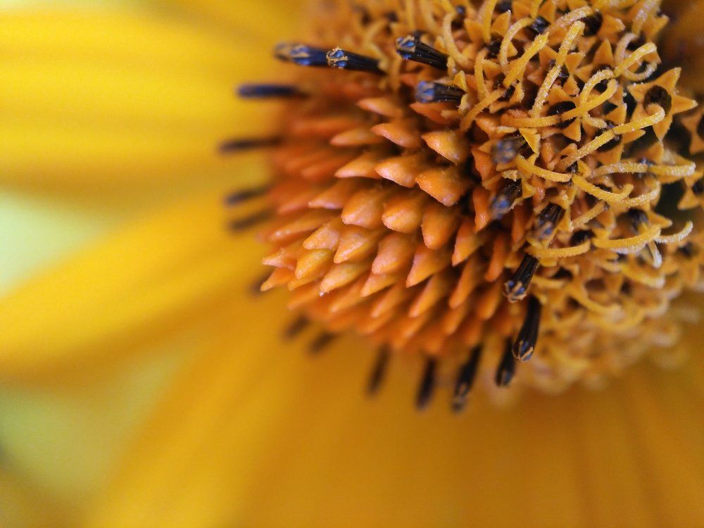 Любимый цвет