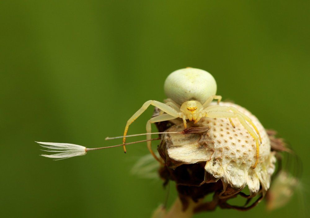 Уж не царевна ли?