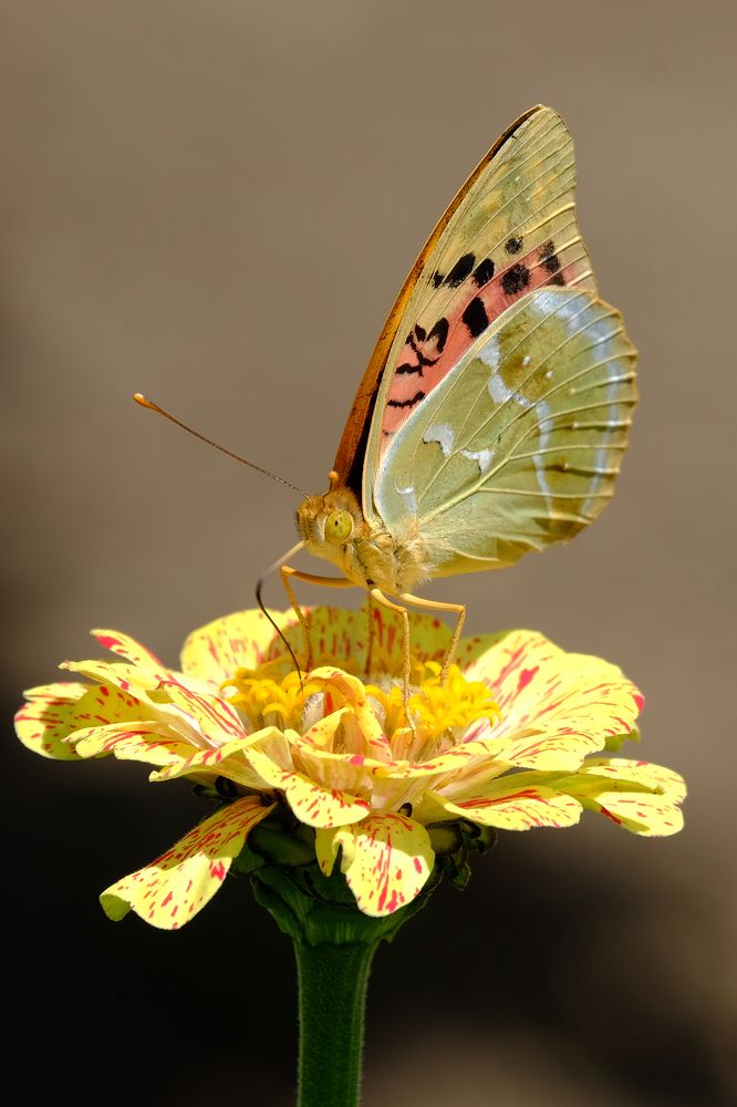 Весёлая бабочка