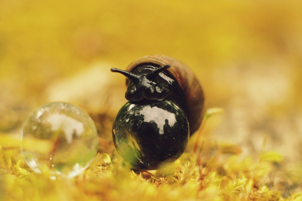 находка улитки