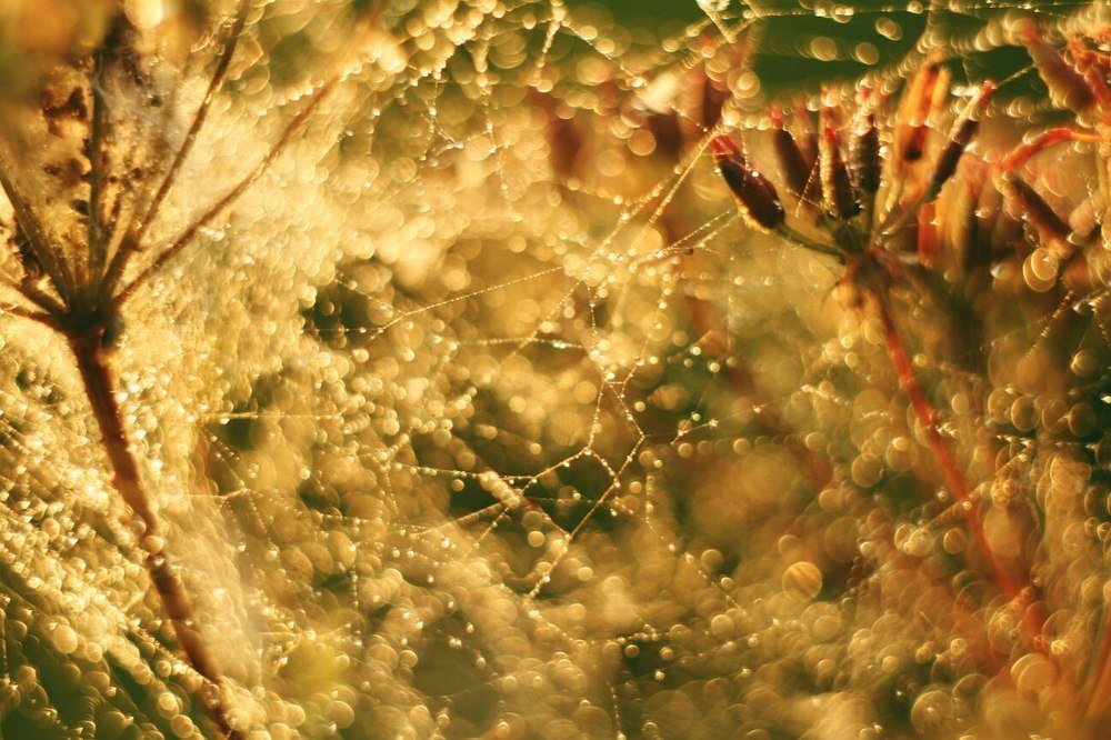 Photograph by Юлия Шибаева