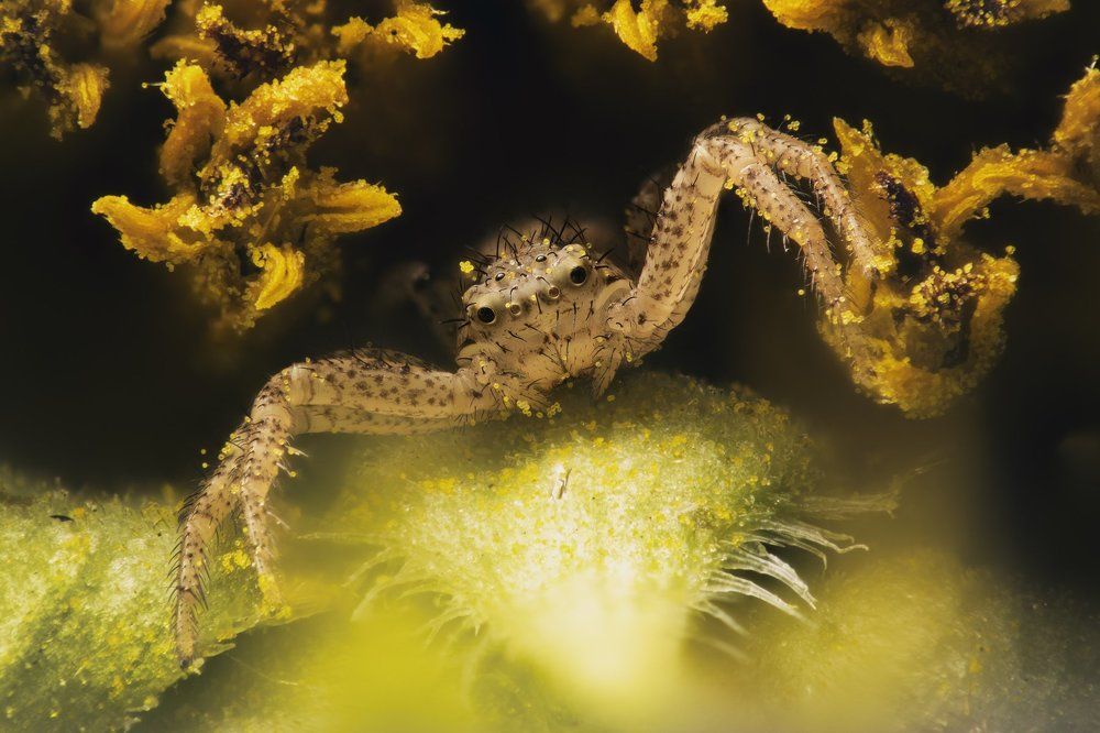 Притворяясь пчелой (в засаде)