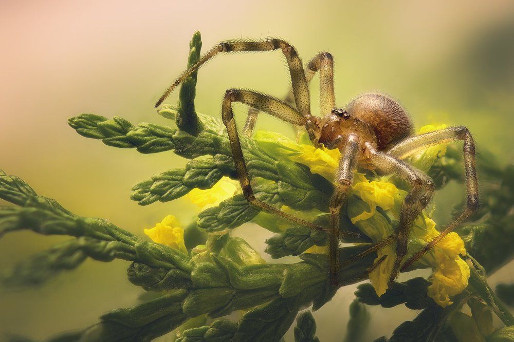 обычный паук