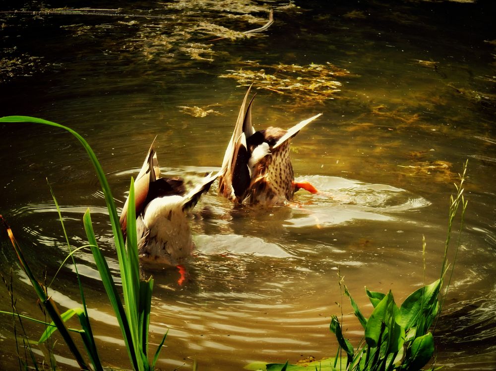 Синхронное плавание