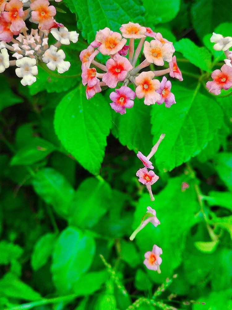 Beauty flowers