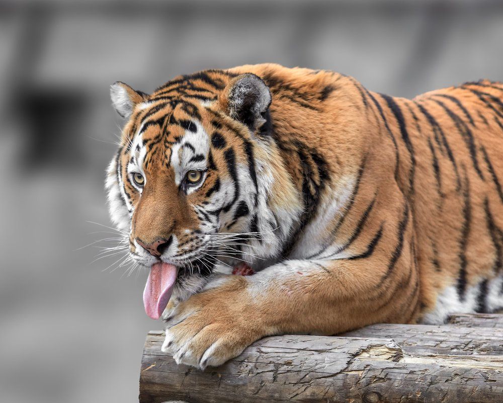 В каждом взрослом тигре - живет маленький тигренок...