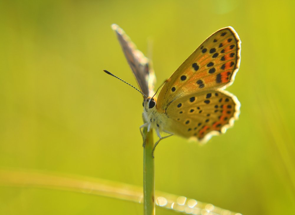 Танец на "шесте"
