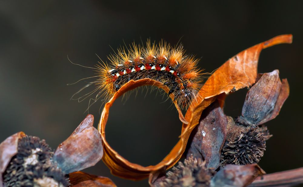 Photograph by Тараненко Анжелика