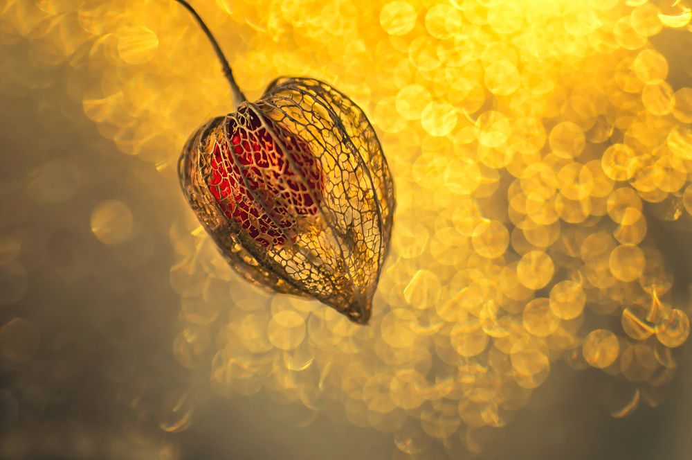 Photograph by Тараненко Анжелика