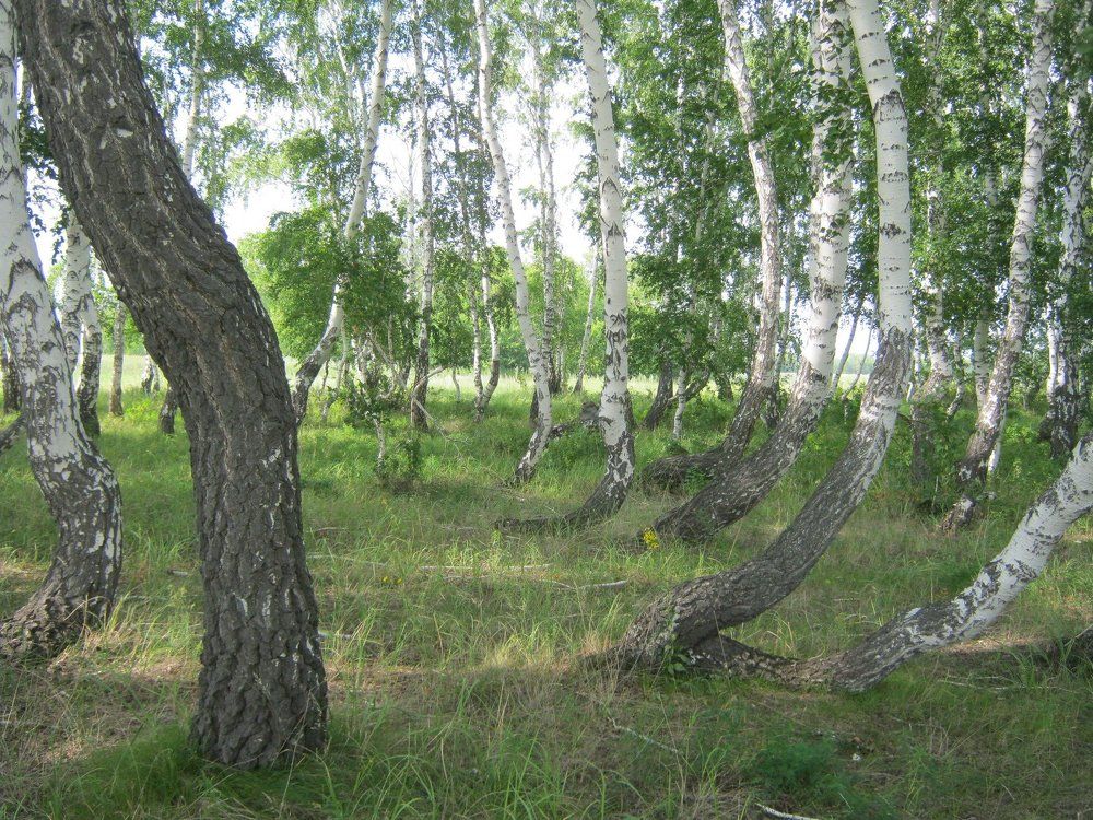 Танец березок.