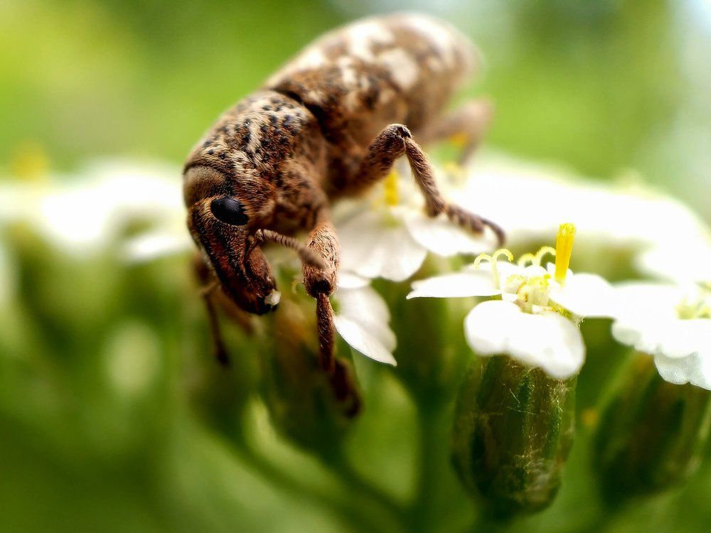 Жук Жора обжора