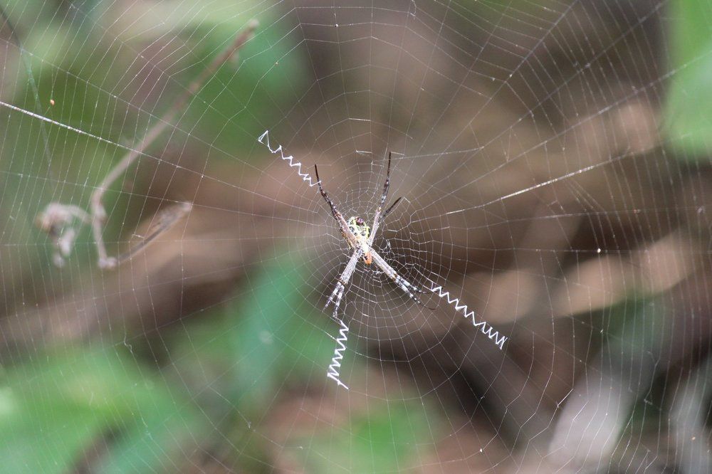 Spiderweb