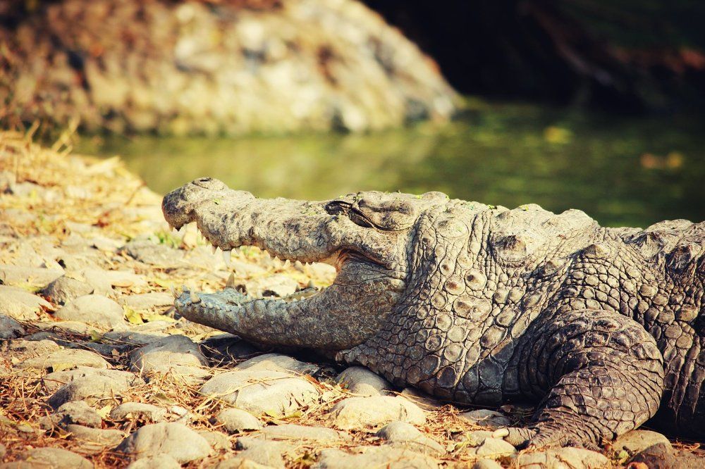 Crocodile's mouth view