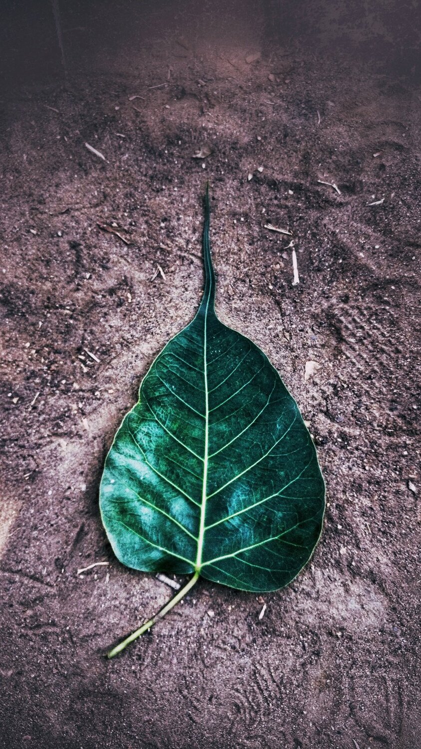 Veins