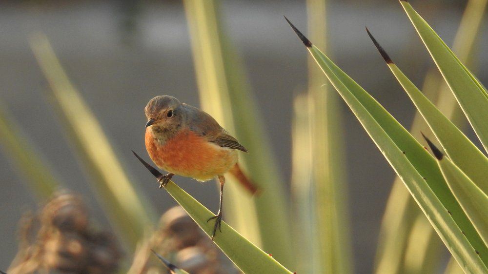 Горихвостка