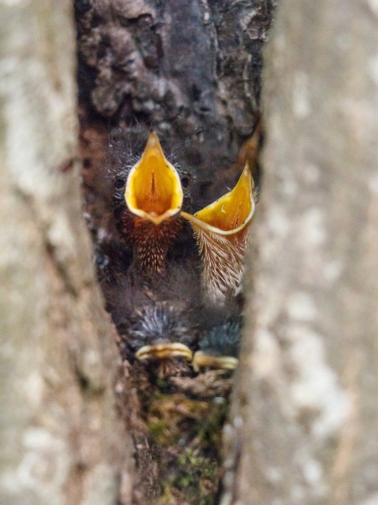 Желторотики