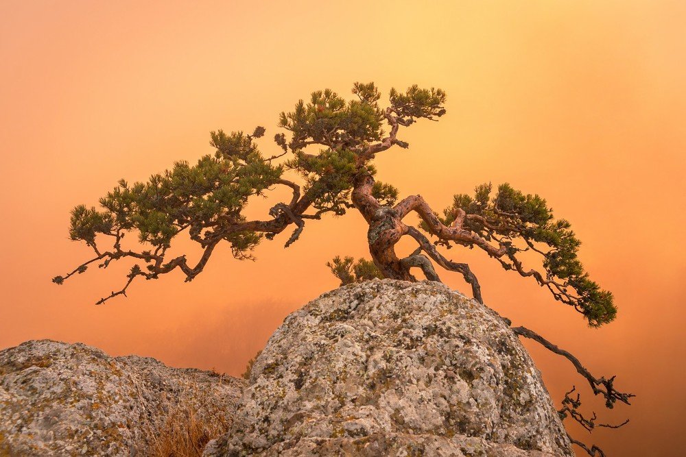 Сосна. Рассвет. Осень. Демерджи