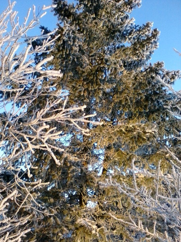 Вот она ель-царевна!...