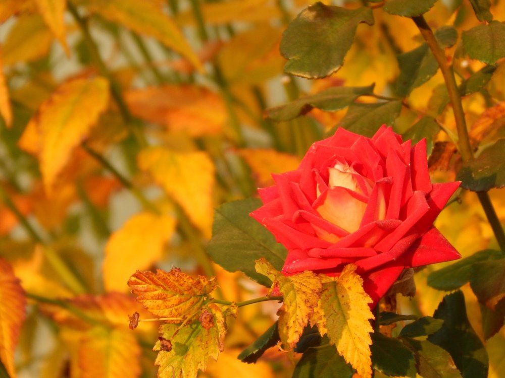 Photograph by Алена