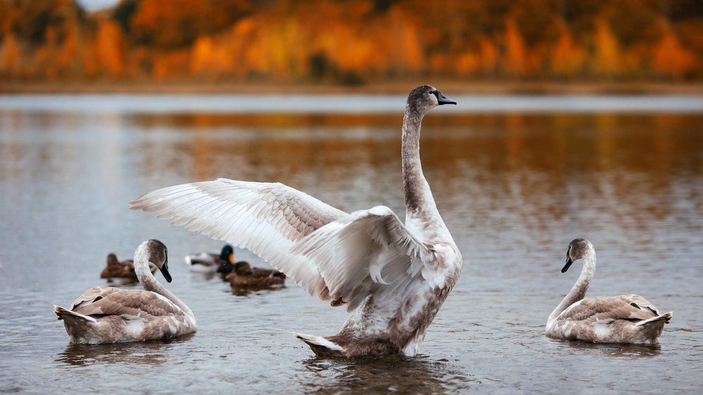 Молодые крылья