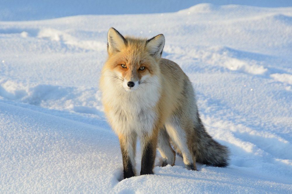 Неожиданная встреча