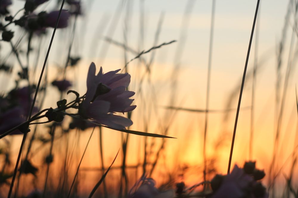 Photograph by Юлия Шибаева